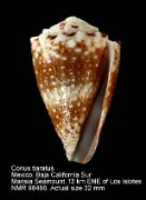 Conus tiaratus (13)